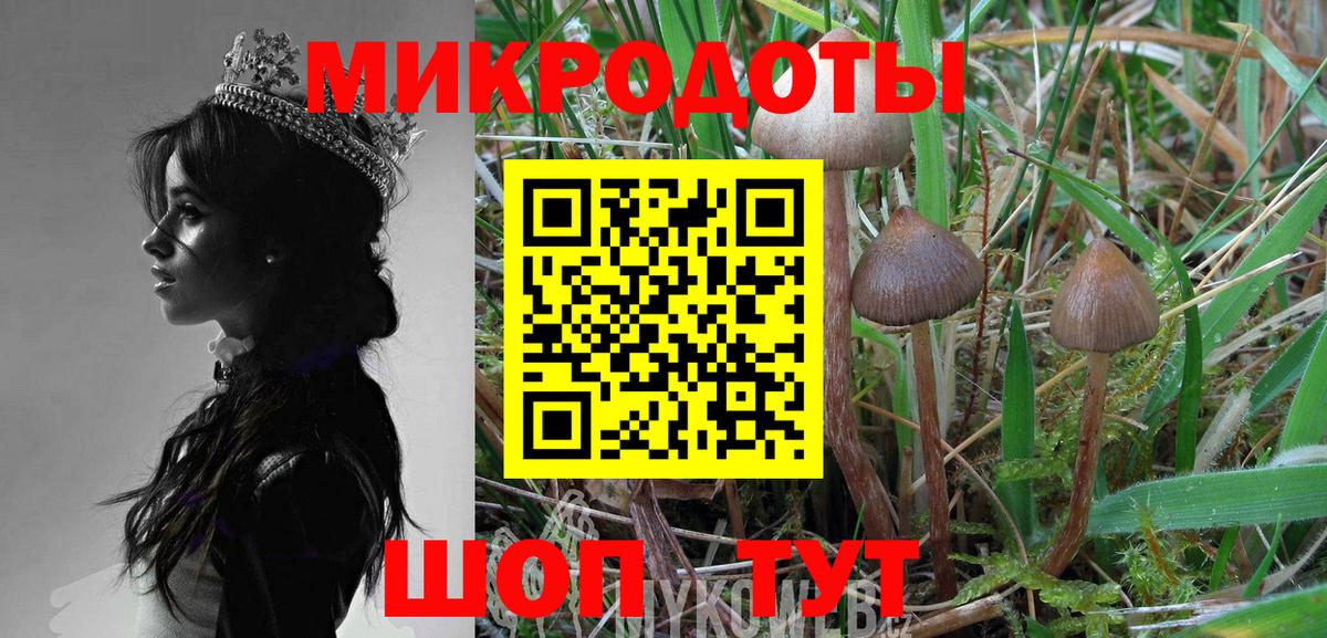 Псилоцибиновые грибы Psilocybine cubensis Междуреченск