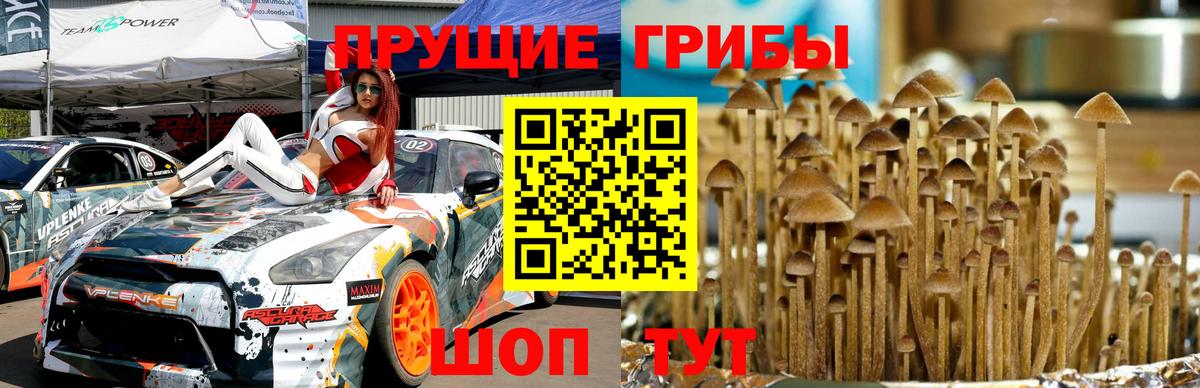 Галлюциногенные грибы Psilocybine cubensis  Вход с VPN  Междуреченск 